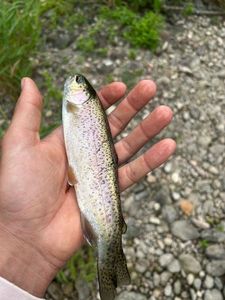 Rainbow Trout