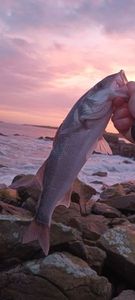 European Bass (Seabass)