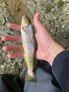 Brown Trout