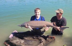 Sturgeon
