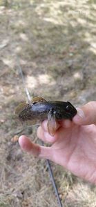 Round Goby