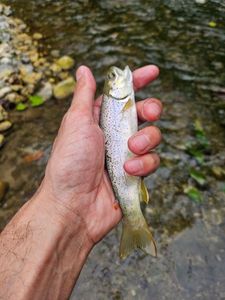 Brown Trout