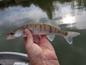Zander