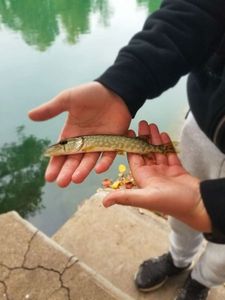 Northern Pike