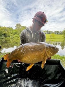 Mirror Carp