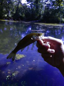 Largemouth Bass