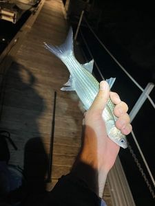 Thinlip grey mullet