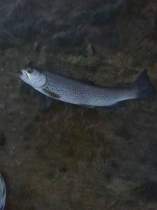 Brown Trout