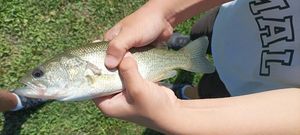 Largemouth Bass