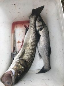 European Bass (Seabass)