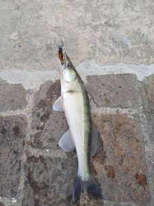 Zander
