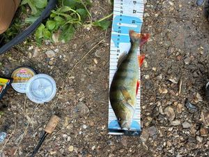 European Perch