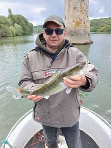 Zander
