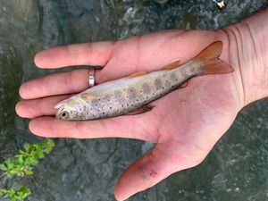 Brown Trout