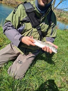Rainbow Trout