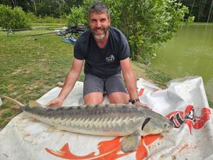 Sturgeon