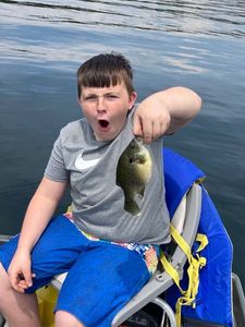 Green Sunfish