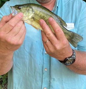 Largemouth Bass