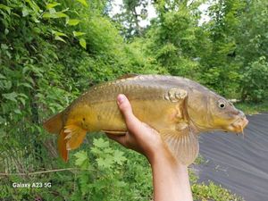 Common Carp