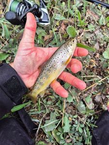 Brown Trout