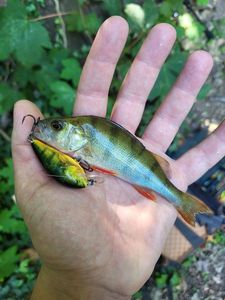 European Perch