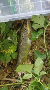Brown Trout