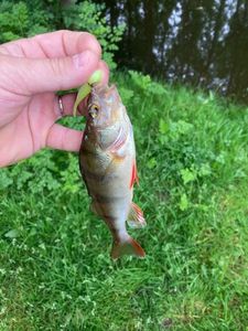 European Perch