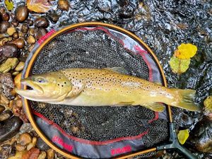 Brown Trout