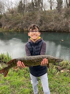 Northern Pike