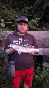 Zander