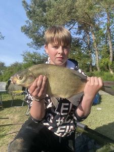 Common Bream
