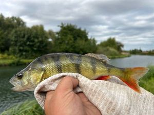 European Perch