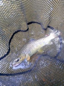 Brown Trout
