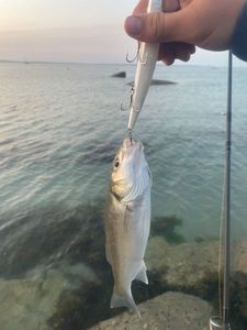 European Bass (Seabass)