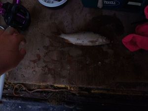 Roach