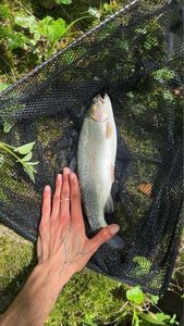 Rainbow Trout