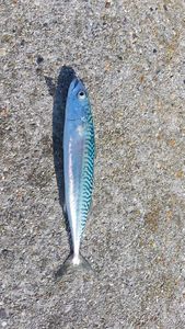 Mackerel