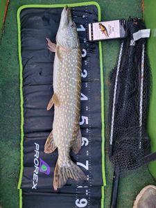 Northern Pike
