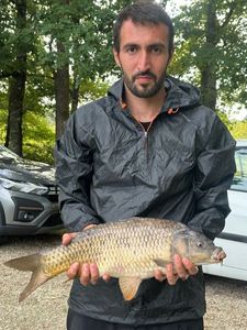 Common Carp