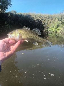 Largemouth Bass