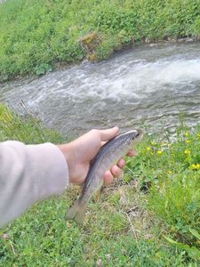 Brown Trout