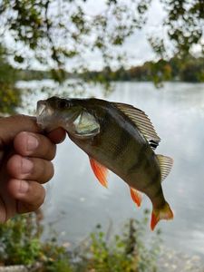 European Perch