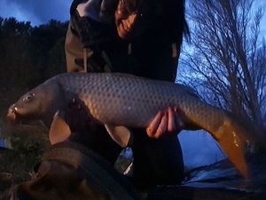 Common Carp