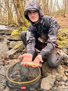 Brown Trout