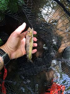 Brown Trout