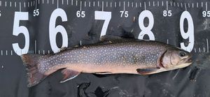 Brook Trout