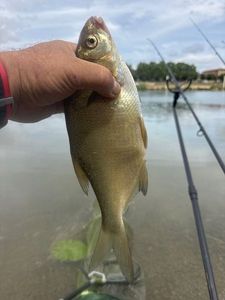 Common Bream