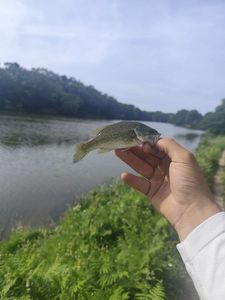 Largemouth Bass