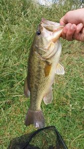 Largemouth Bass