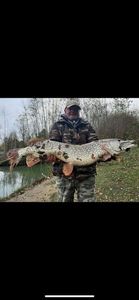 Northern Pike